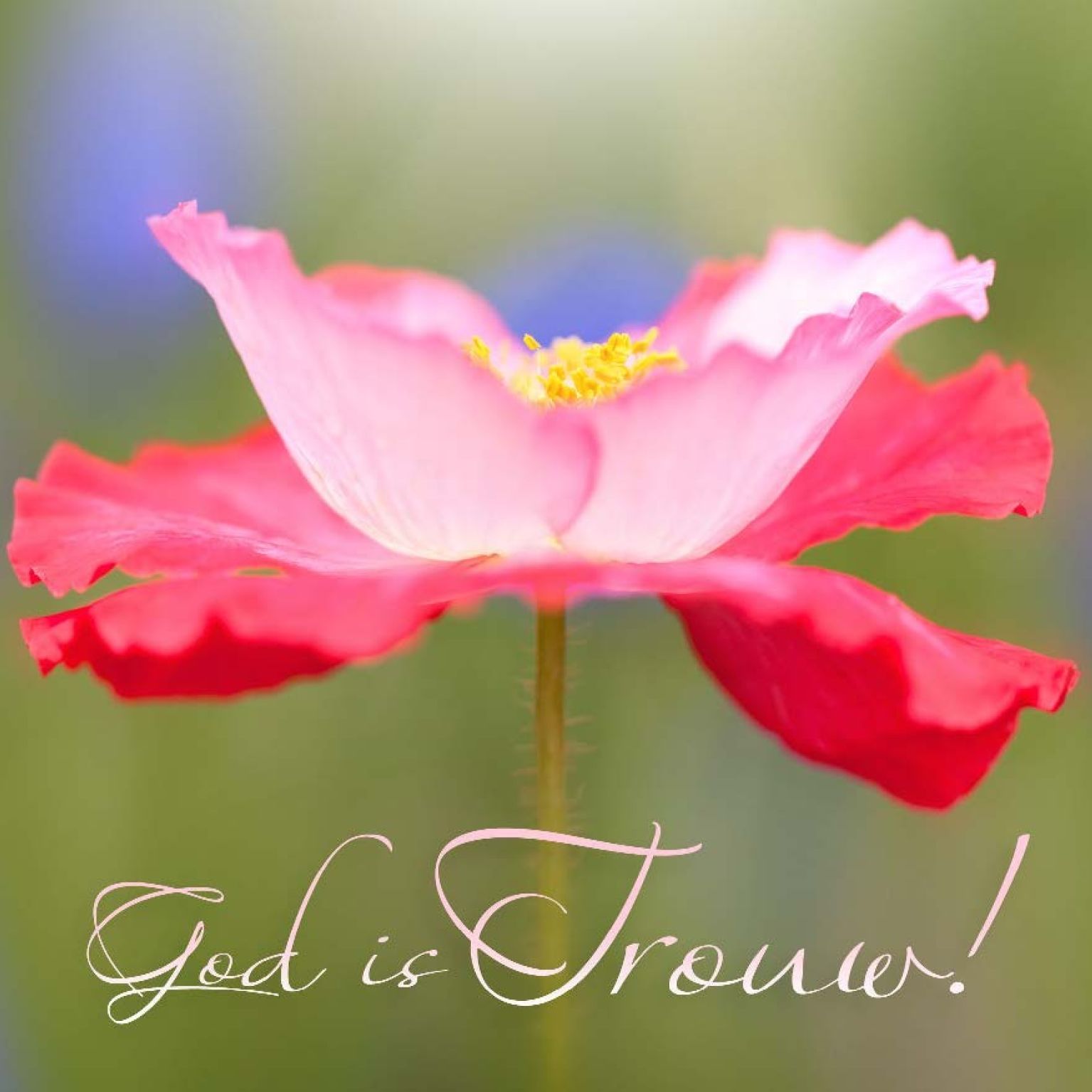 * Voordeelpakket 36 kaarten David Sörensen - MA11100 -  David Sörensen bij MajesticAlly