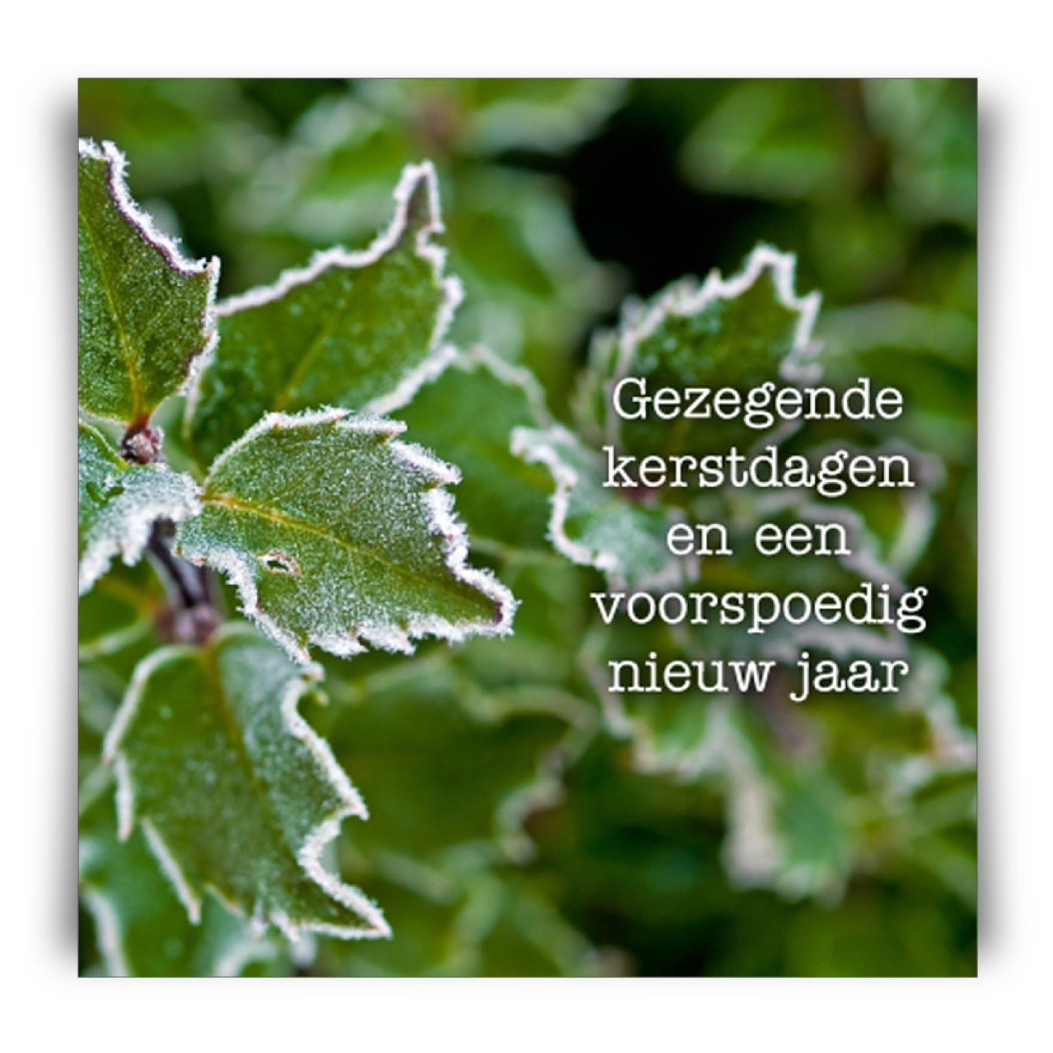 Kerstkaart 'Hulsttak' - MA12252 -  Christelijke kerstkaarten bij MajesticAlly