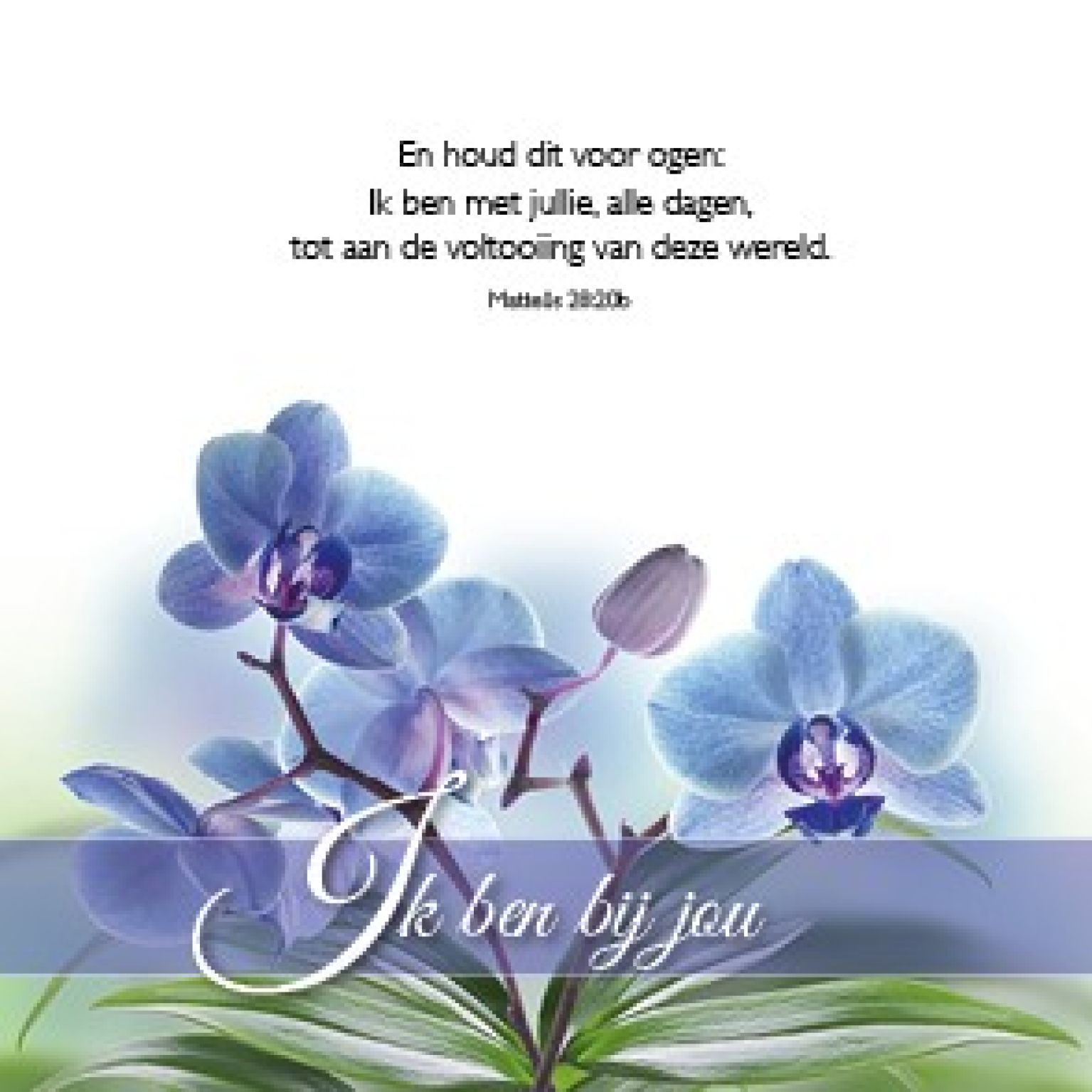 Voordeelpakket 24 kaarten Blessings - MA46250 -  Voordeelpakjes bij MajesticAlly