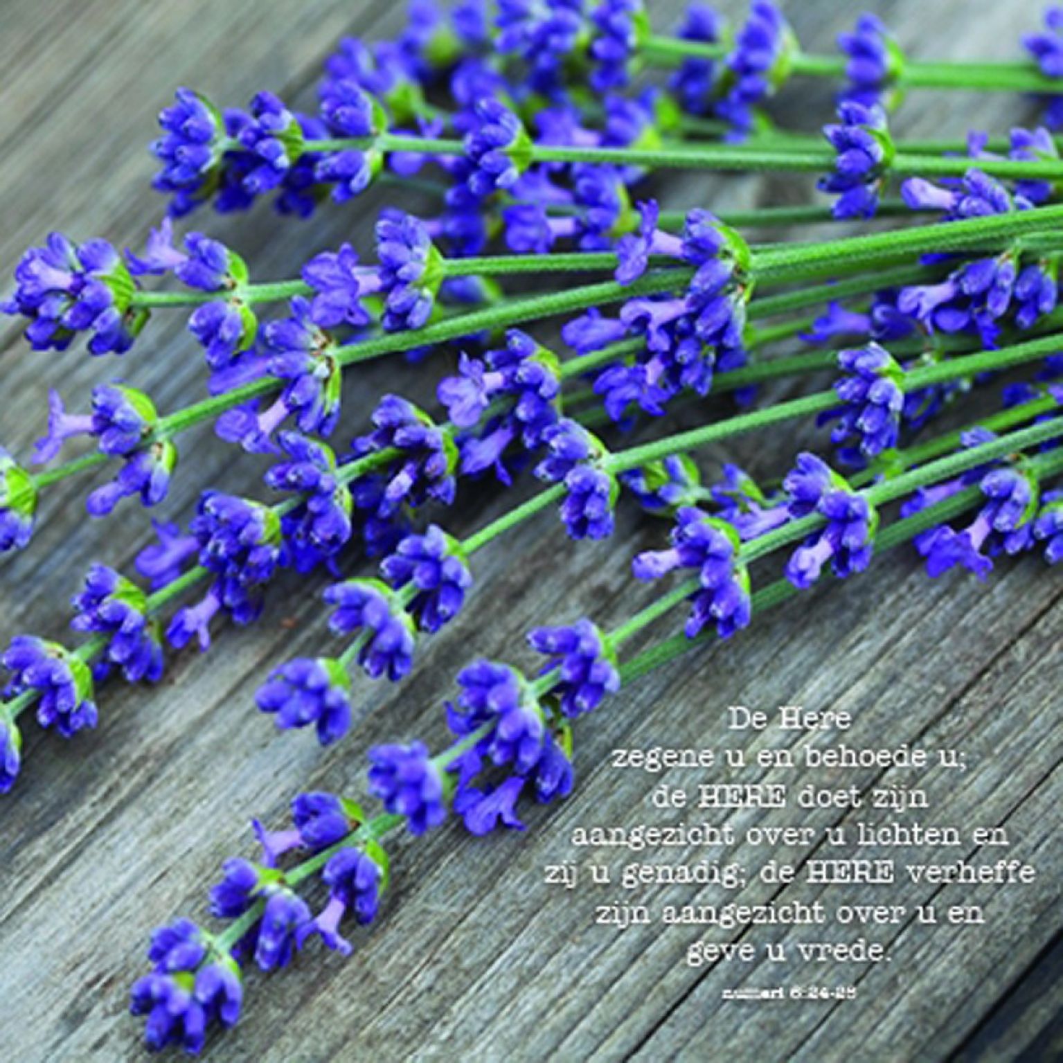 * Voordeelpakket Lifestyle  - 36 kaarten - MA12200 -  Pakjes kaarten bij MajesticAlly