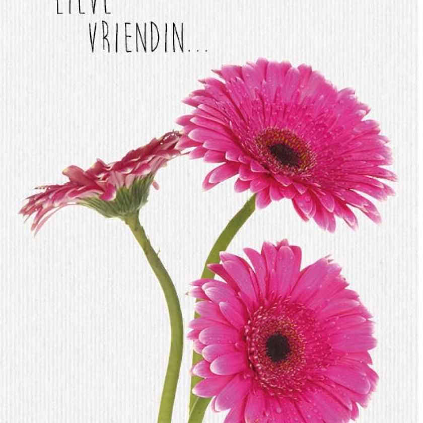 Sponsorpakket 40 kaarten met envelop - MA17000S -  Leef!  bij MajesticAlly