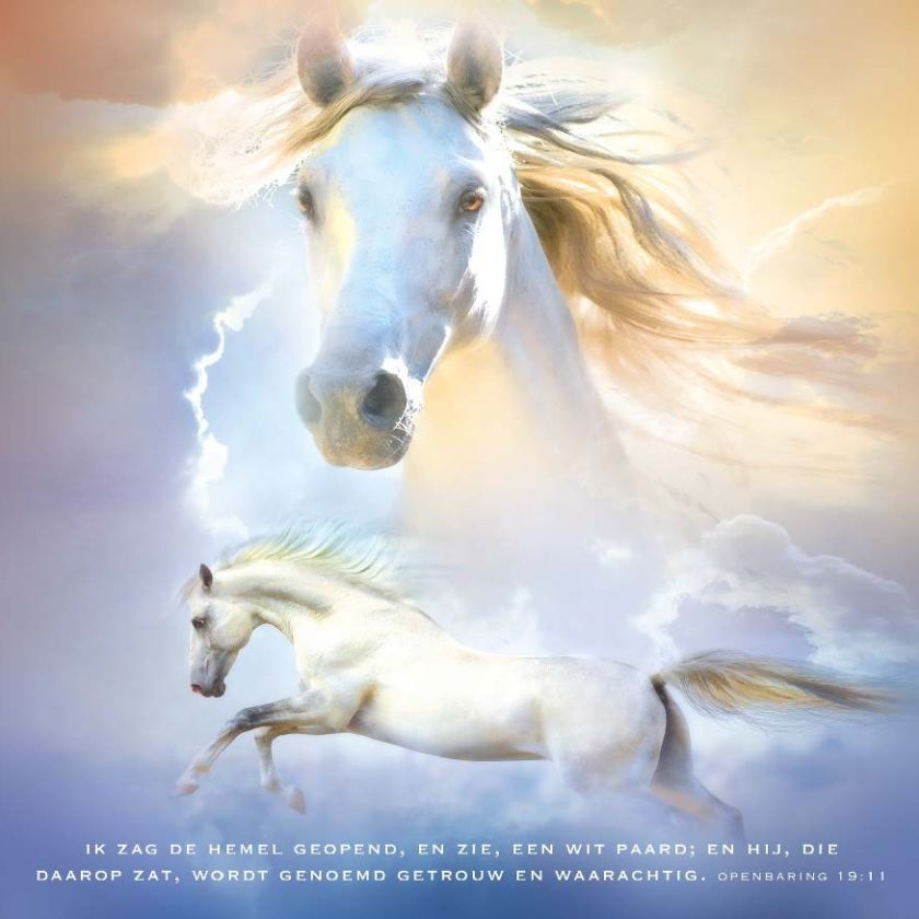 * Voordeelpakket 36 kaarten David Sörensen - MA11100 -  David Sörensen bij MajesticAlly