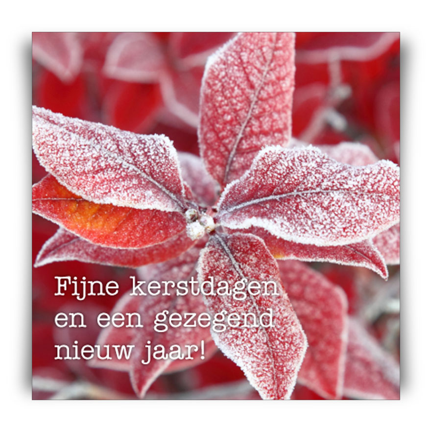 Kerstkaart 'Kerstster' - MA12262 -  Christelijke kerstkaarten bij MajesticAlly