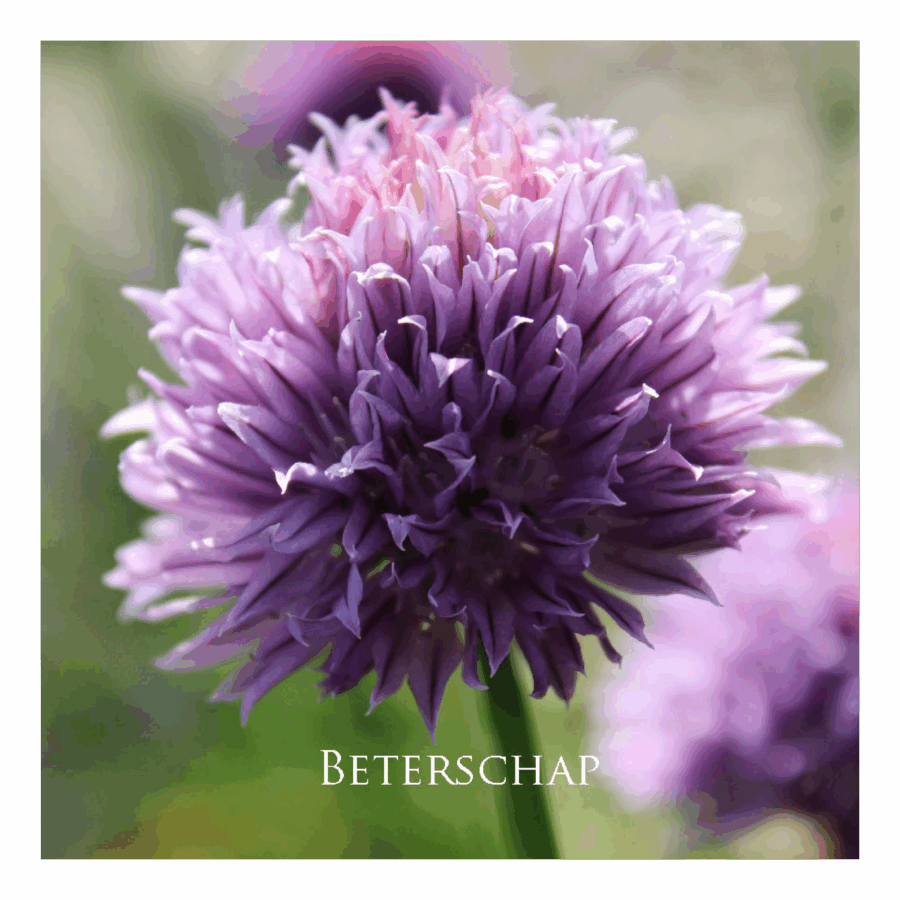 Wenskaart 'Beterschap'